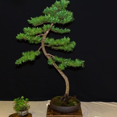 American Larch