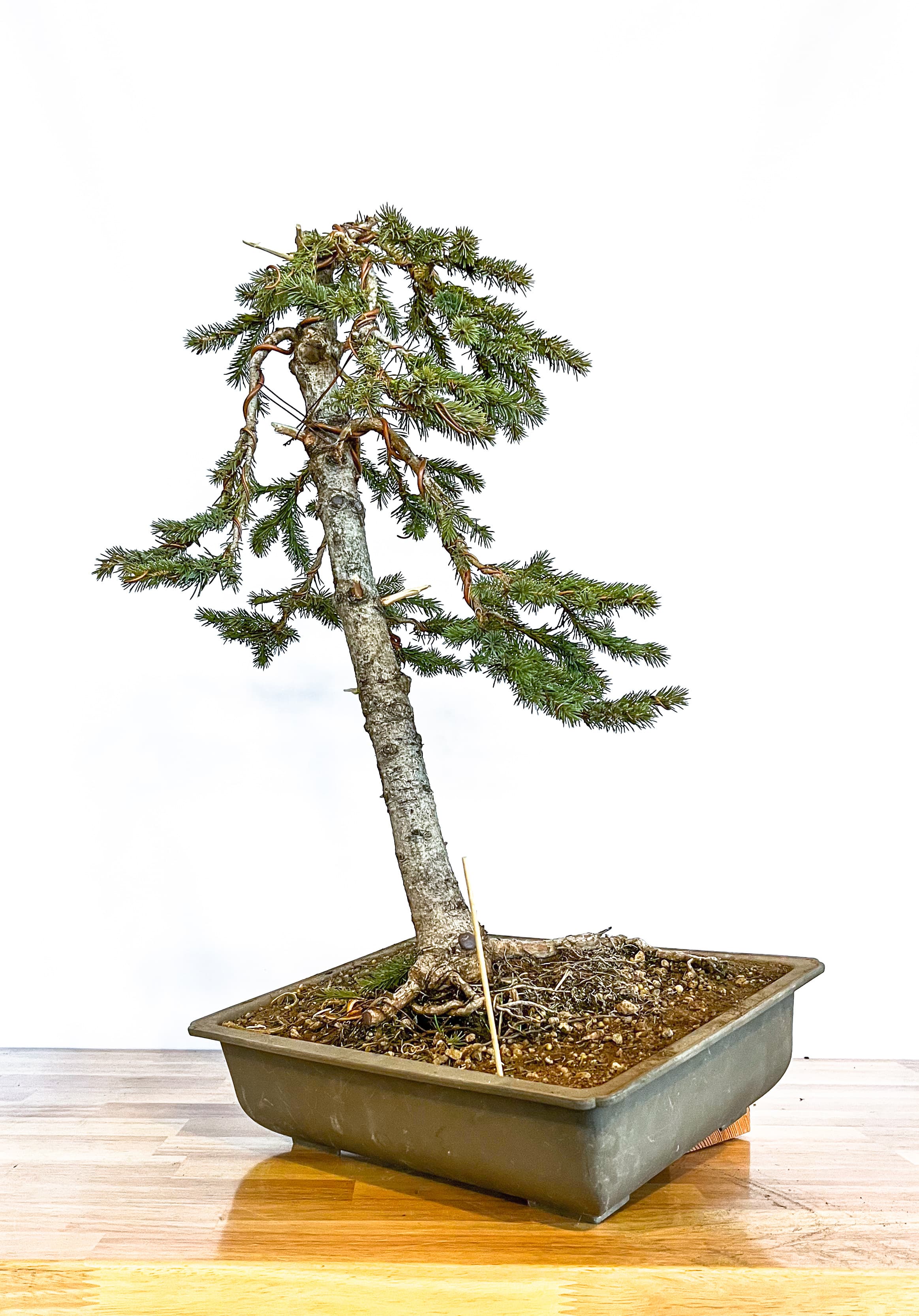 Alberta Spruce