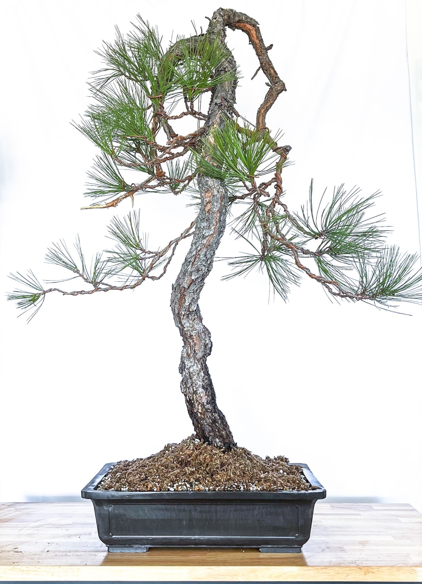 Ponderosa Pine