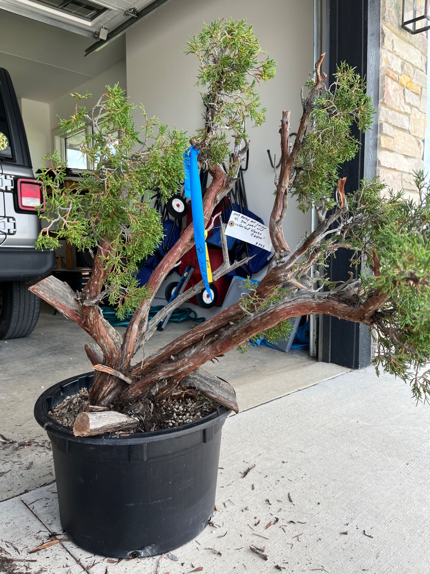 Rocky Mountain Juniper